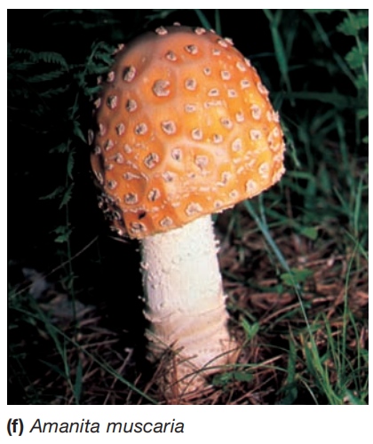 真核微生物的代表性例子