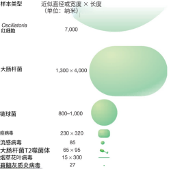 原核生物与病毒的大小