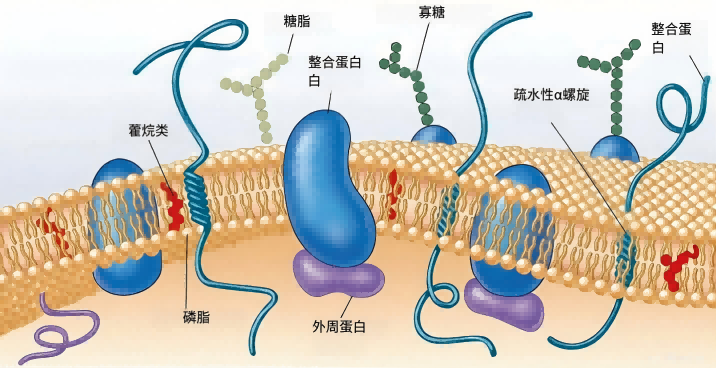 细菌质膜结构