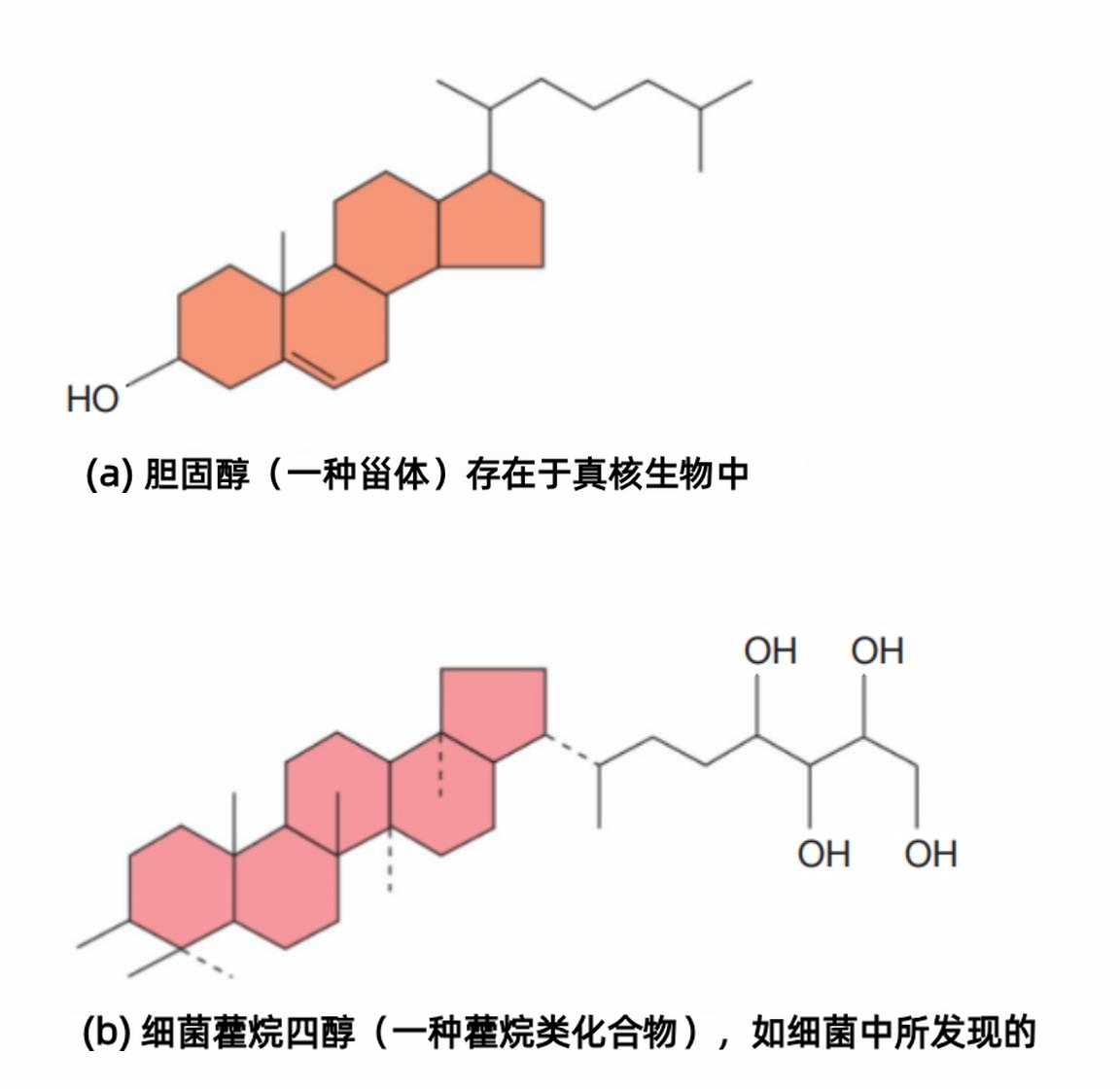 细胞膜的固醇与藿烷类