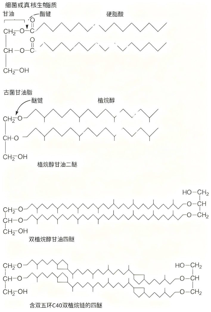 古菌脂质与细菌脂质的区别