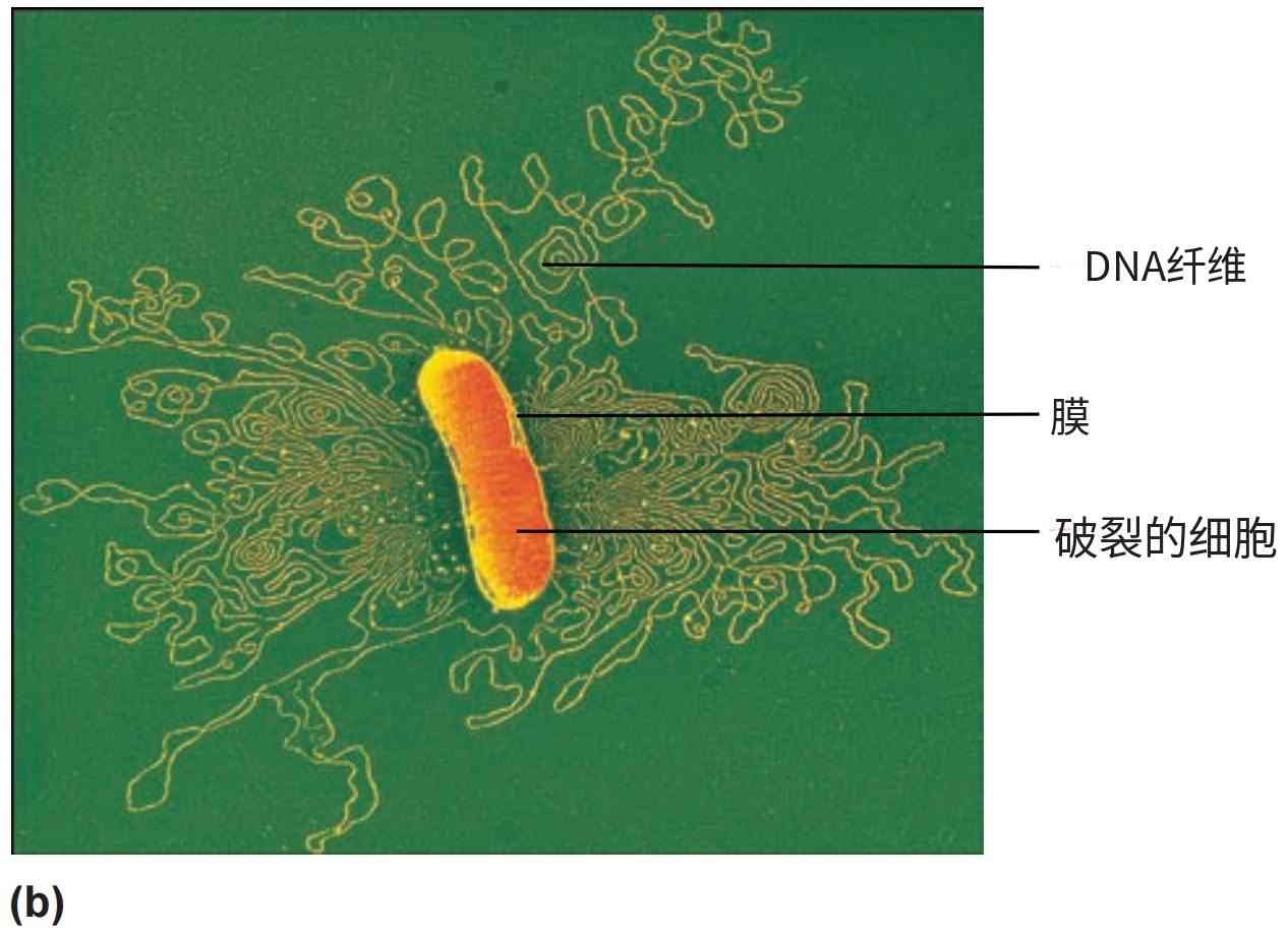 原核生物的拟核和染色体
