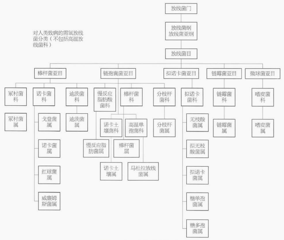 图 3 对人类致病的需氧放线菌分类