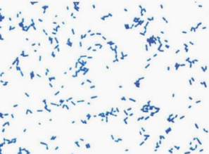 图 10 产单核细胞李斯特菌纯培养的镜下形态(革兰染色)