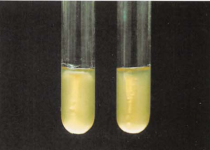 图 15 产单核细胞李斯特菌在半固体培养基中的生长情况(18~24h)左管动力阳性;右管动力阴性