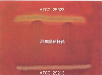 图 10溶血隐秘杆菌的反向CAMP试验结果(培养5日)