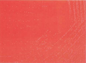 图 6猪红斑丹毒丝菌在血琼脂平板上的菌落特征(48h)