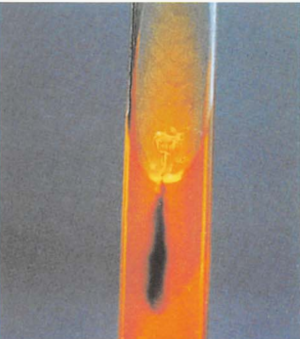 图 8 猪红斑丹毒丝菌在TSI培养基上H<sub>2</sub>S阳性