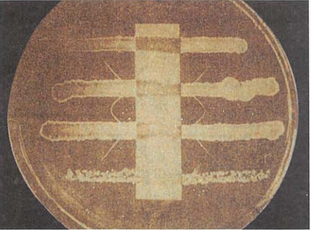 图 8 白喉棒杆菌毒力试验
中间两条接种线在垂直的含白喉抗毒索的滤纸条两侧有白色、弧形的沉淀线，为阳性:上、下两条接种线为阴性和阳性对照