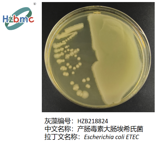 图2.产肠毒素大肠埃希氏菌(Escherichia coli ETEC)在琼脂平板上的菌落形态
