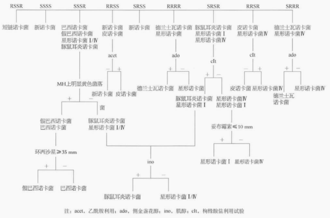 表 5依据诺卡菌的药敏试验结果、关键生化反应判断细菌种类
