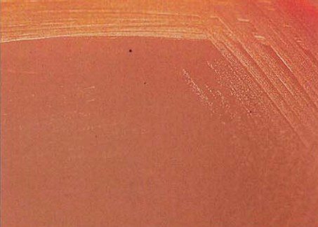 图 4 粪肠球菌在麦康凯琼脂平板上的菌落特征(18~24h)