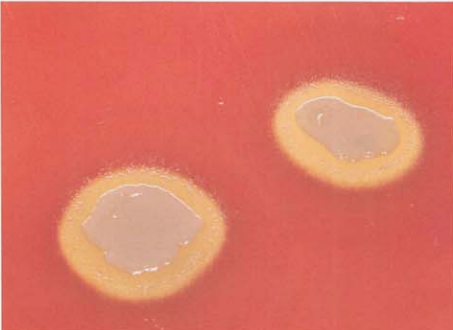 图 4 缺陷乏养菌在血琼脂平板上的