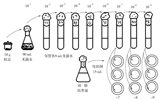图Ⅵ－4 稀释倒平板法