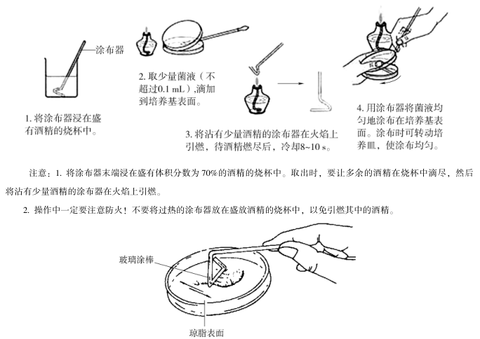 图Ⅵ－3 涂布平板接种法
