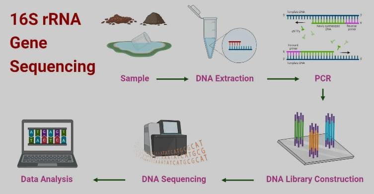 16S rRNA测序