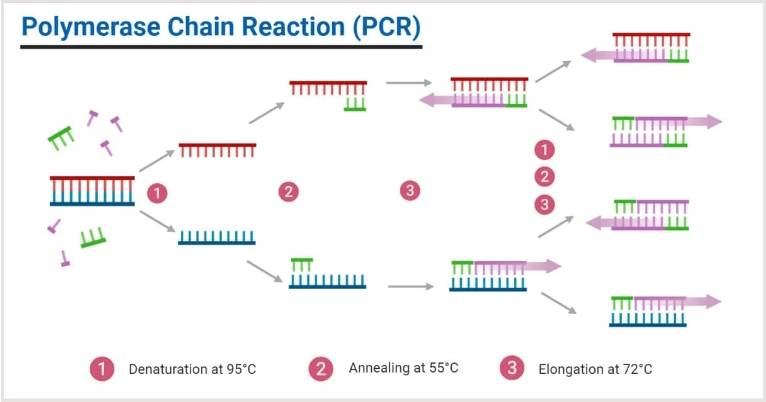 PCR