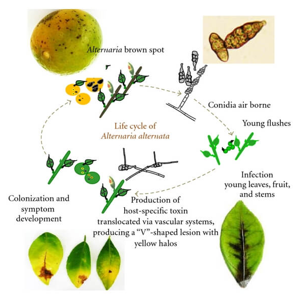 Alternaria alternata的生活史