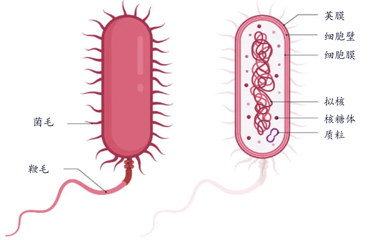 细菌细胞的结构