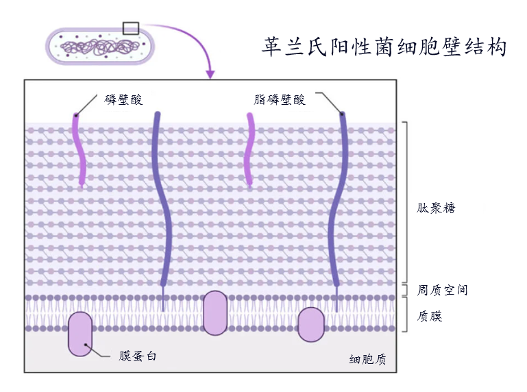 革兰氏阳性菌细胞壁结构