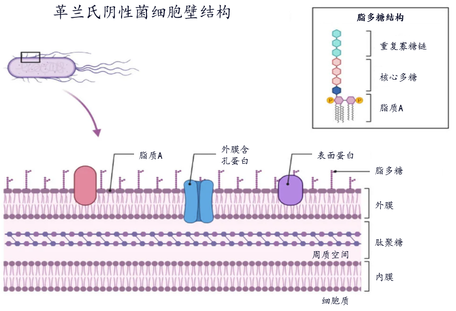 革兰氏阴性菌细胞壁结构