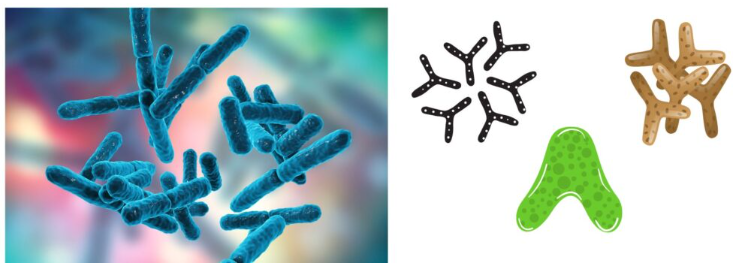 长双歧杆菌（Bifidobacterium longum）