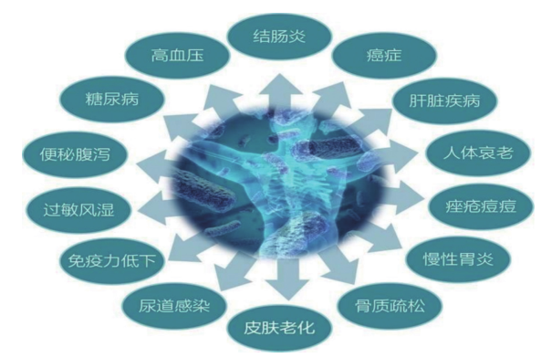 微生物与人体健康的关系网络