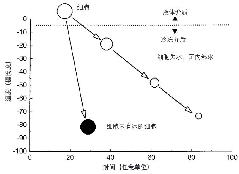 快速降温时细胞的示意图