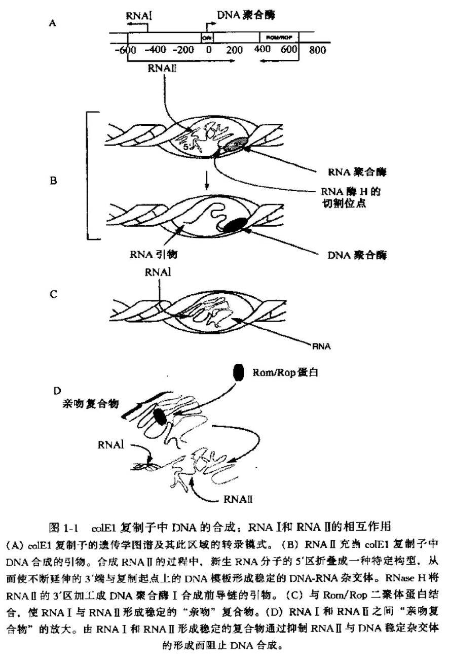 DNA的合成