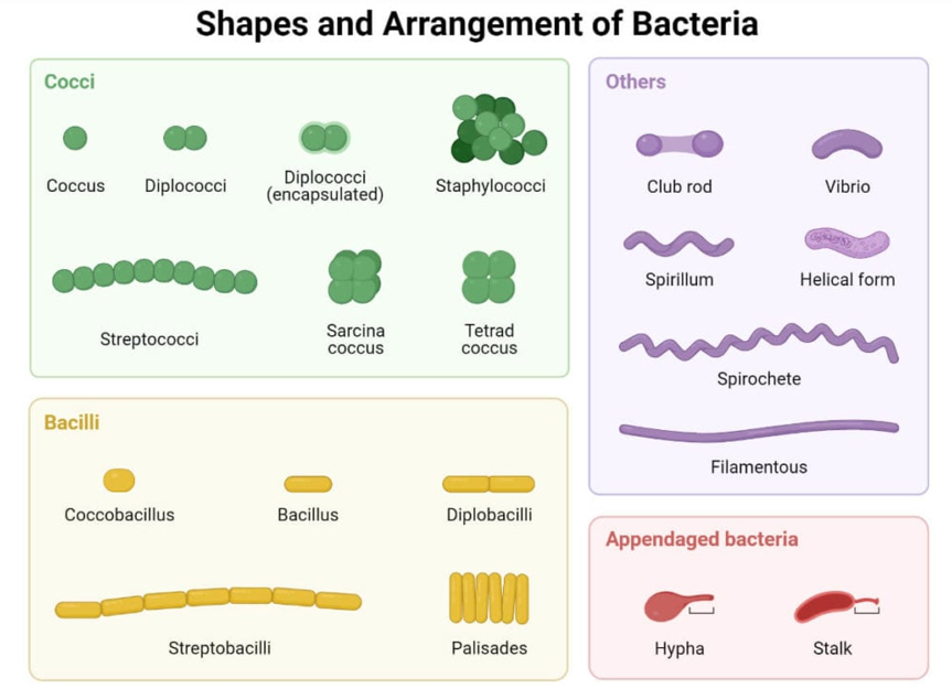 细菌的形状与排列