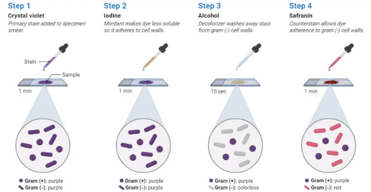 革兰染色流程