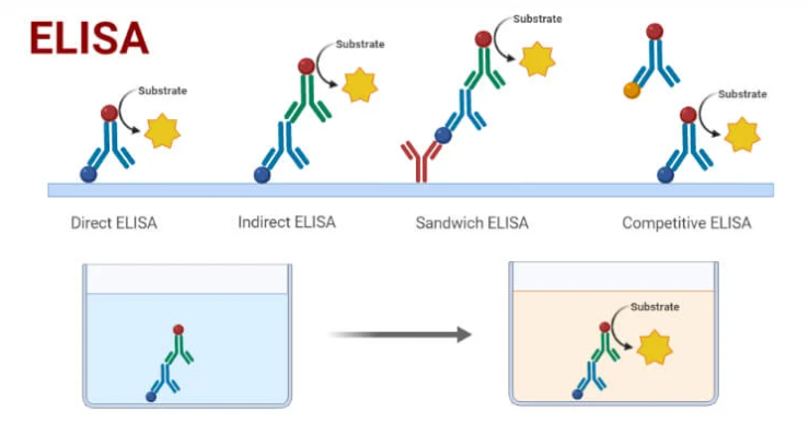 酶联免疫吸附试验(ELISA)