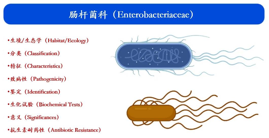 Enterobacteriaceae