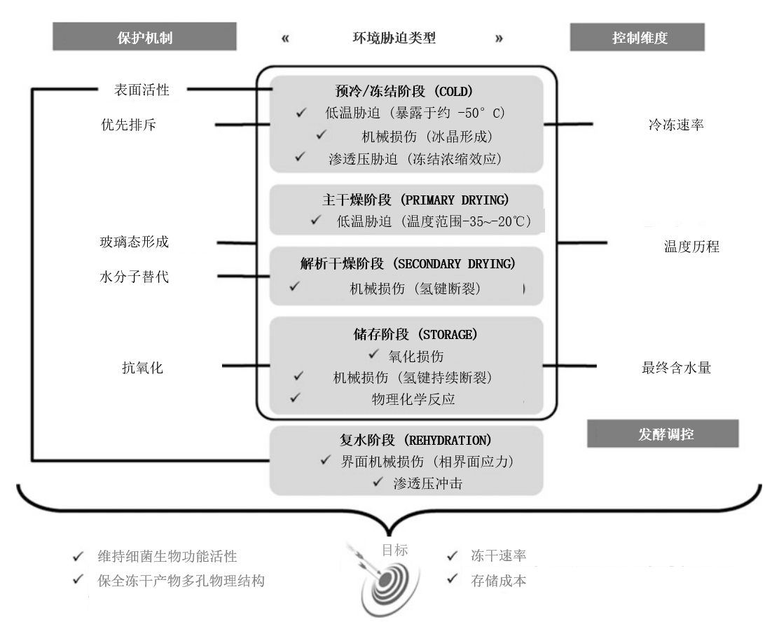 乳酸菌冷冻干燥