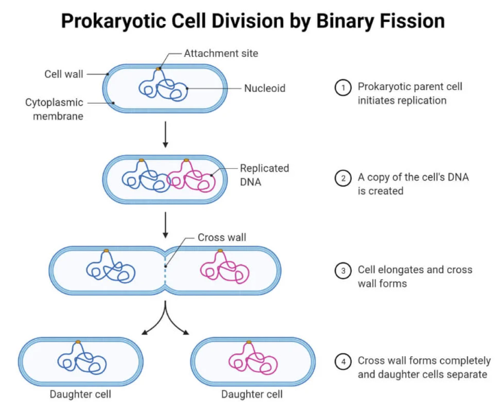 原核细胞通过二分裂进行增殖