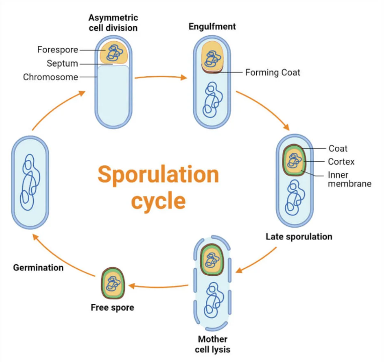 细菌内生孢子的形成过程