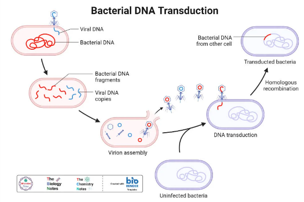 细菌DNA的转导过程
