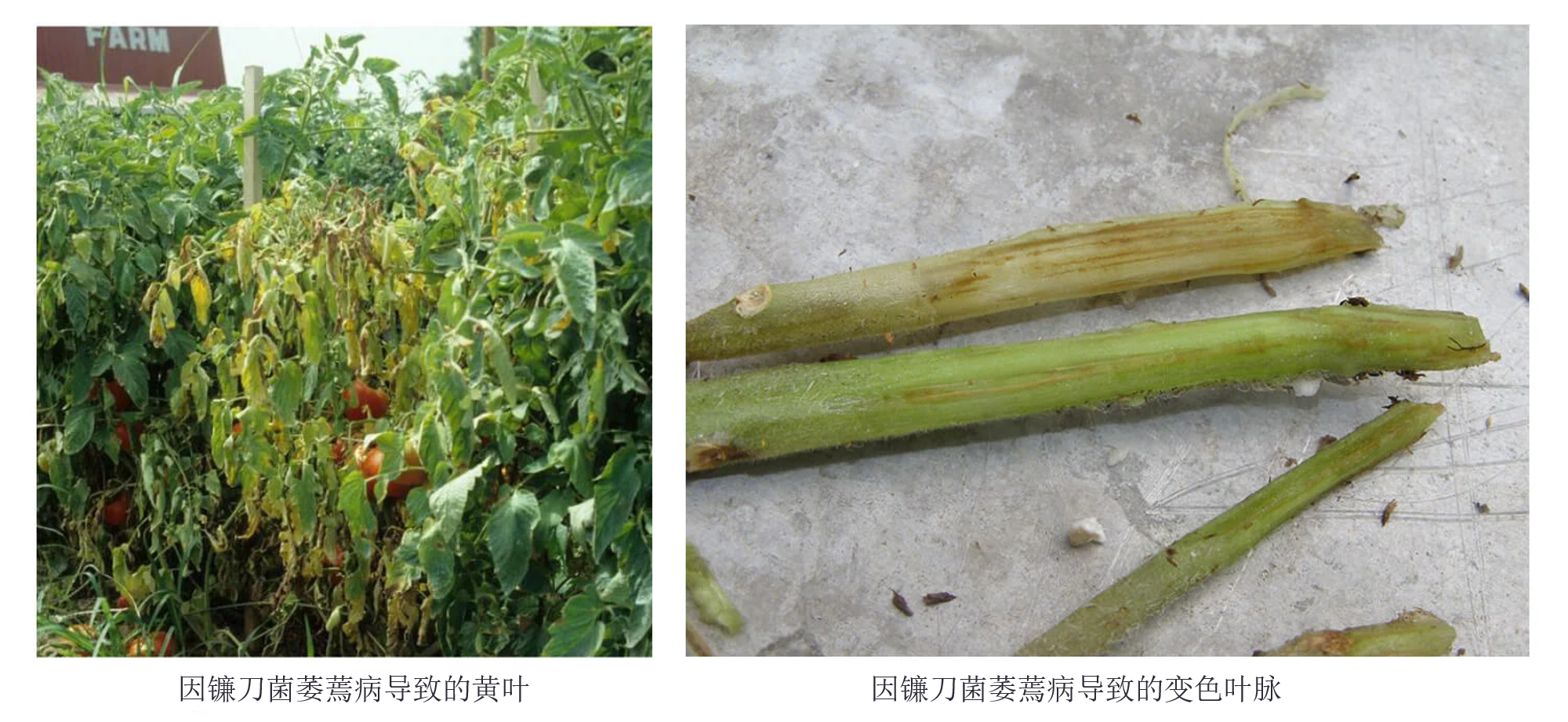 镰刀菌萎蔫病