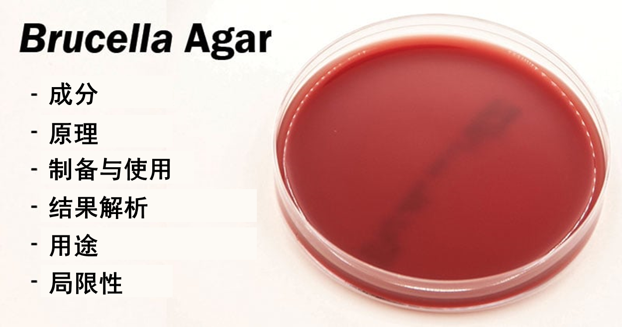 布鲁氏菌琼脂