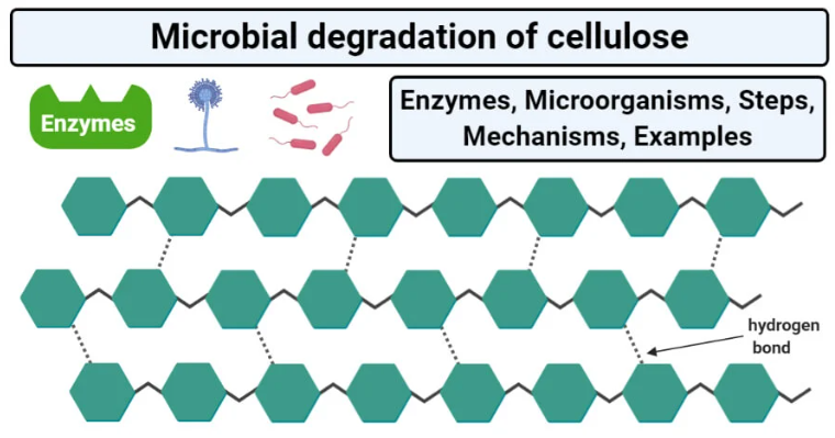 微生物降解纤维素过程