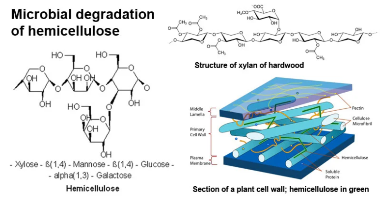半纤维素的结构特征