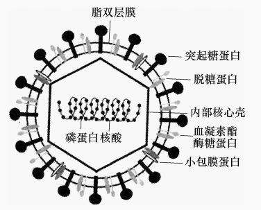 图 2 SARS 冠状病毒的结构示意图