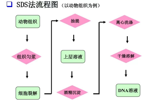SDS法流程图