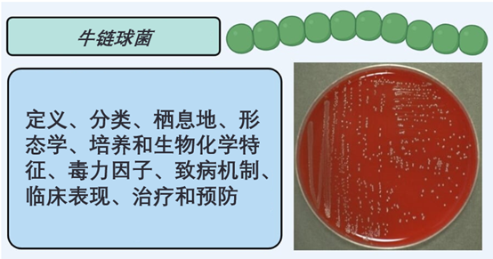 Streptococcus bovis