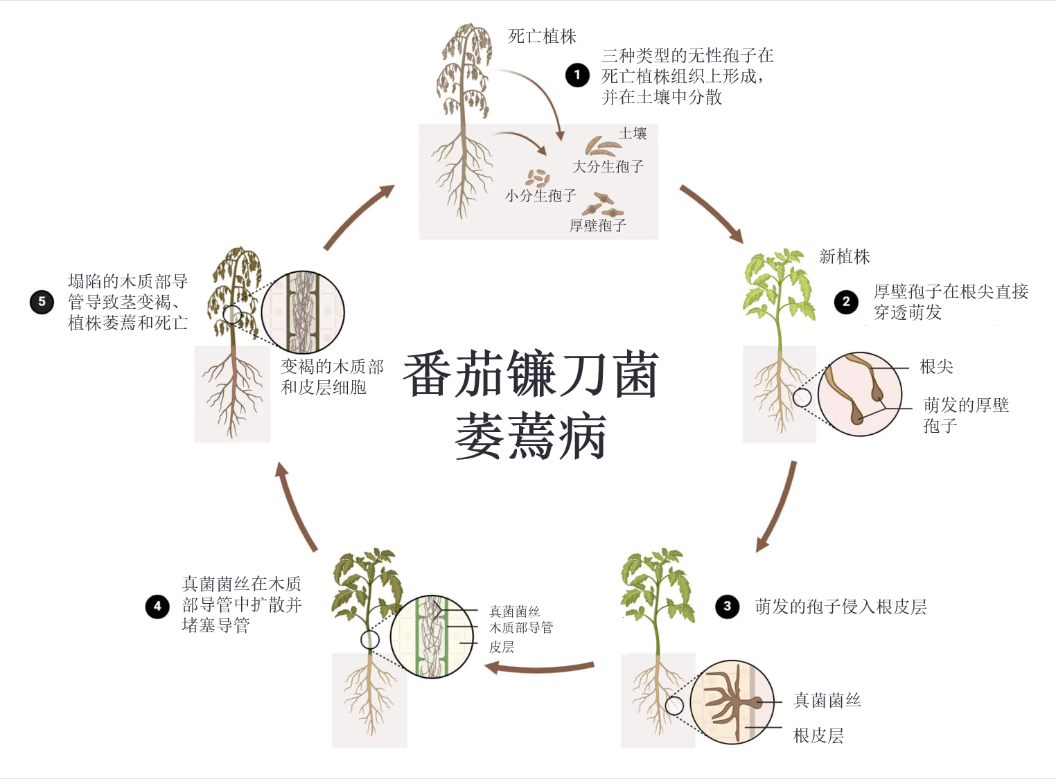 镰刀菌枯萎病的循环