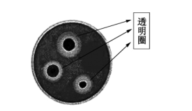 三种纤维素分解菌在刚果红培养基上形成的透明圈
