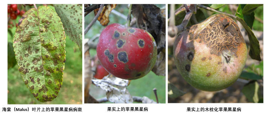苹果黑星病（Apple Scab）