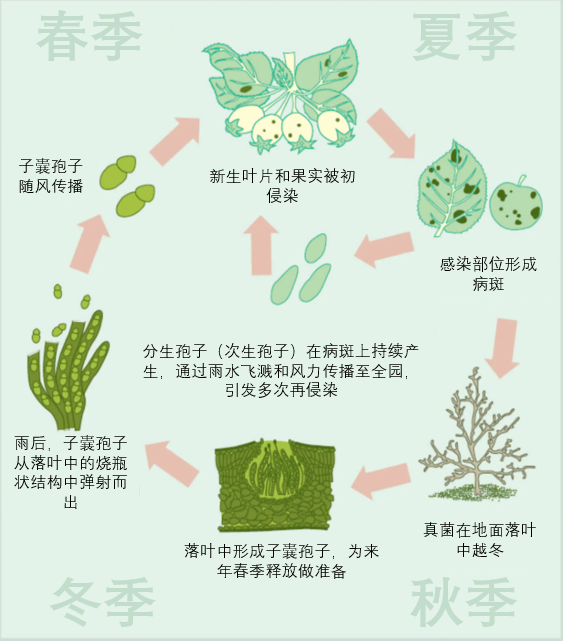 苹果黑星病（Apple Scab）侵染循环