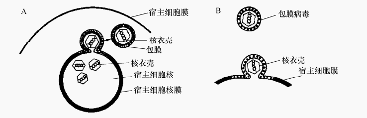 图6 包膜病毒的装配示意图