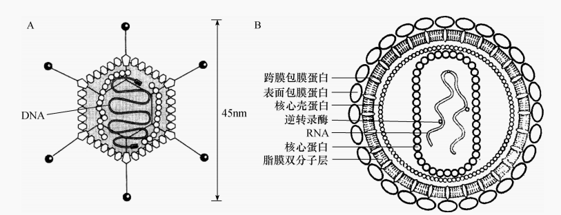 图2 病毒的结构示意图